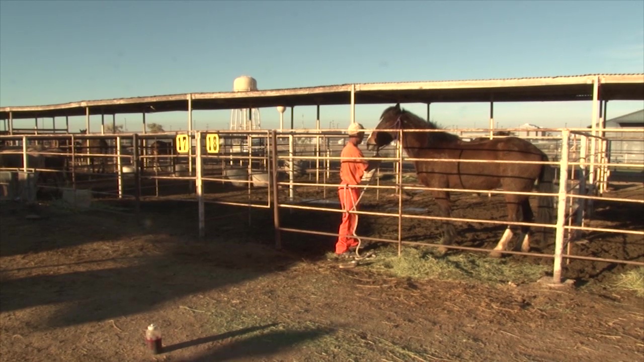 Horses and Inmates | Arizona PBS