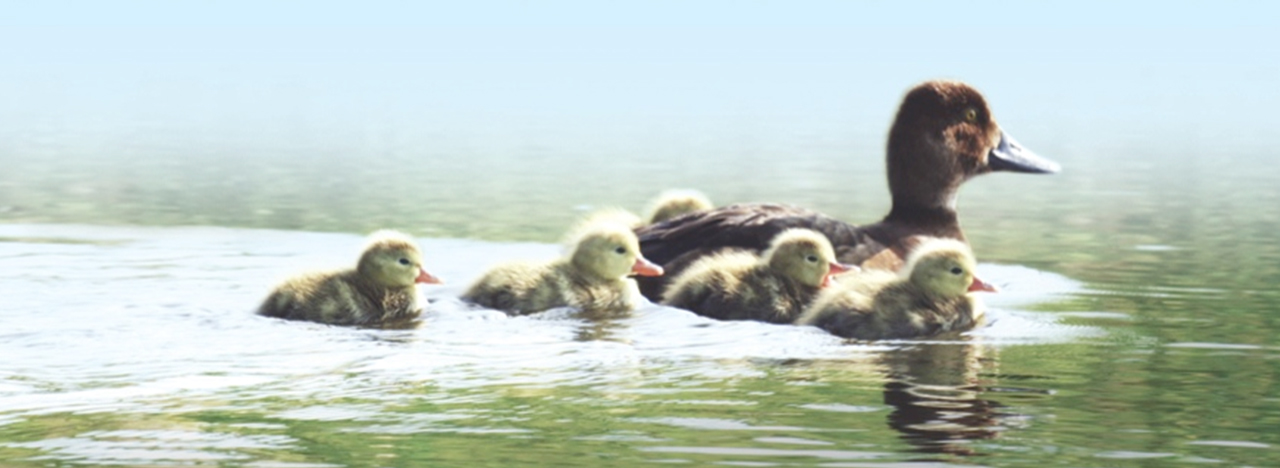 Ducks in a Row
