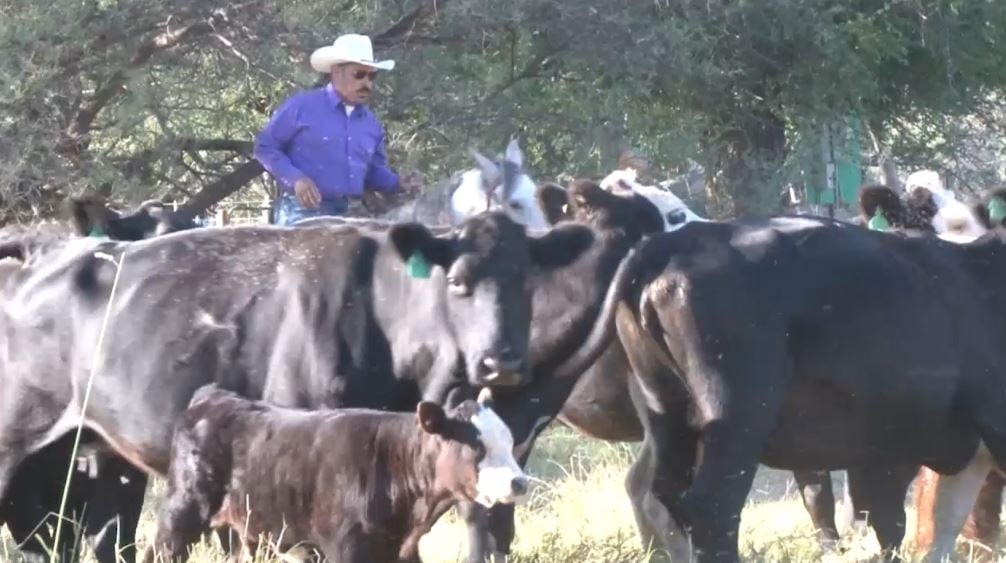 Arizona livestock producers look for ways to grow profits through