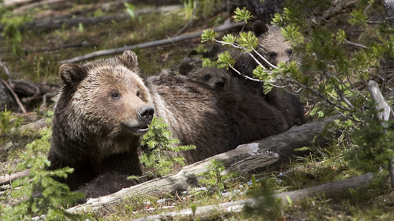A female grizzly bear with her two cubs of the year.