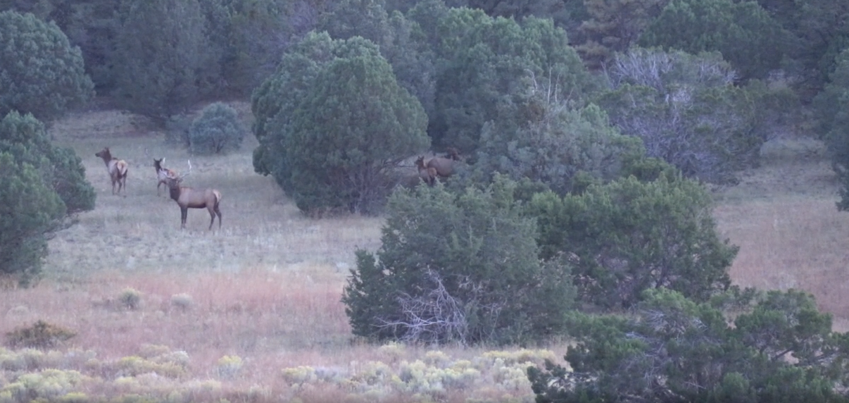 Elk in the White Mountains Arizona PBS