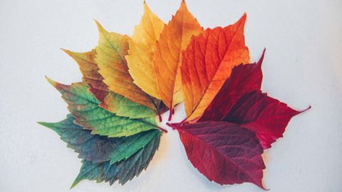 Leaves in colors ranging from green to dark red aligned in a circle