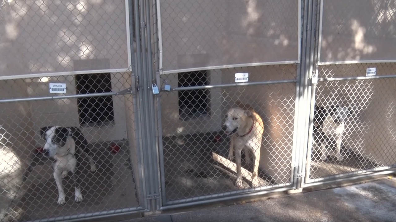 Lawmakers Encourage People To Adopt Animals As Shelters Reach Capacity 