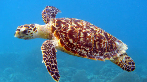 A sea turtle swims in the ocean