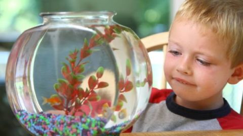 A little boy looks at a fishbowl