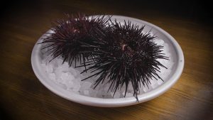 Sea urchins on top of a bed of ice