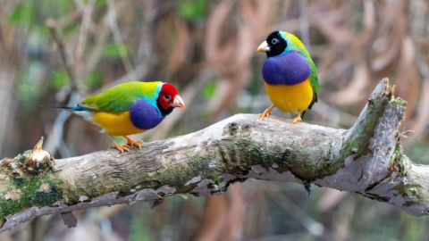 Colorful birds