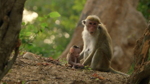 Baby monkey with its mother
