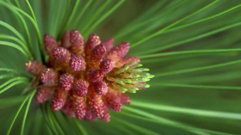 Detail of a male pine cone