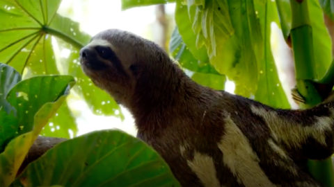 A sloth in the rainforest