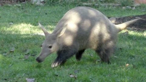 An aardvark