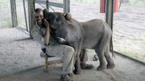 A caregiver at Abu Camp in Botswana cuddles with Naledi, an orphaned baby elephant.