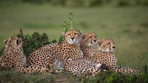 A family of cheetahs.