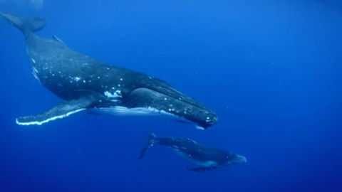 A humpback whale swims with her calf.