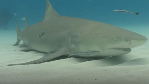 A lemon shark takes a break on the sandy ocean floor, gulping water to breathe.
