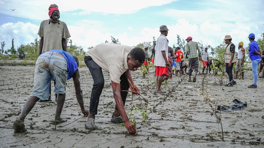 A coastal community in Mozambique replant a large area of mangrove forest that was destroyed by Cyclone Idai.