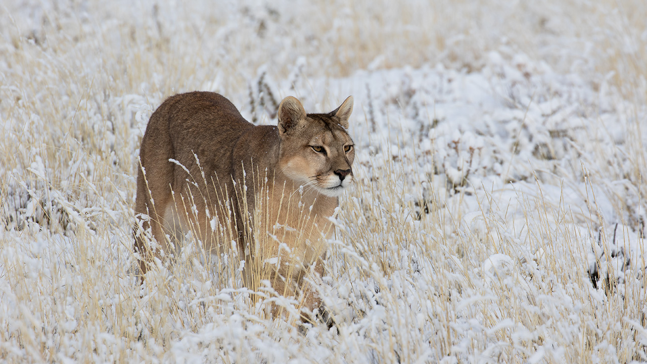 A cougar in a meadow