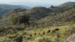 Bison scattered throughout a lush Carpathian Mountain hillside