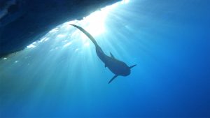 A tiger shark swims in deep water.