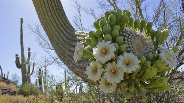 A cactus blooms in the Sonoran Desert