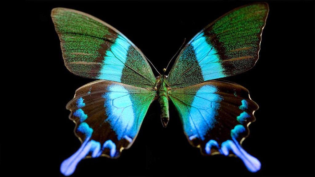 A blue and green butterfly with spread wings.