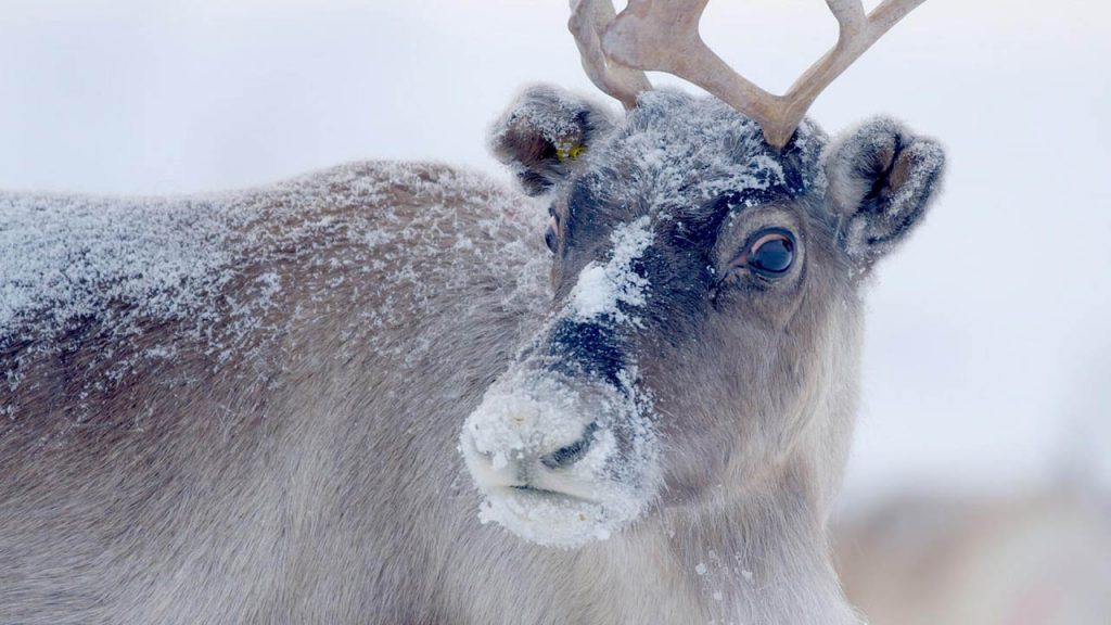 A reindeer in the snow turns toward the camera