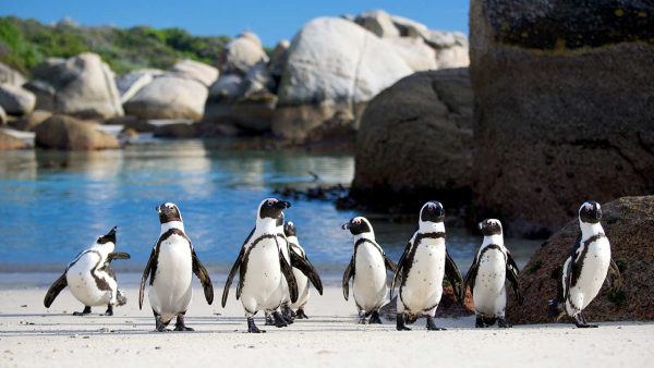 After a day's fishing, African penguins land on Cape Town’s golden sands.