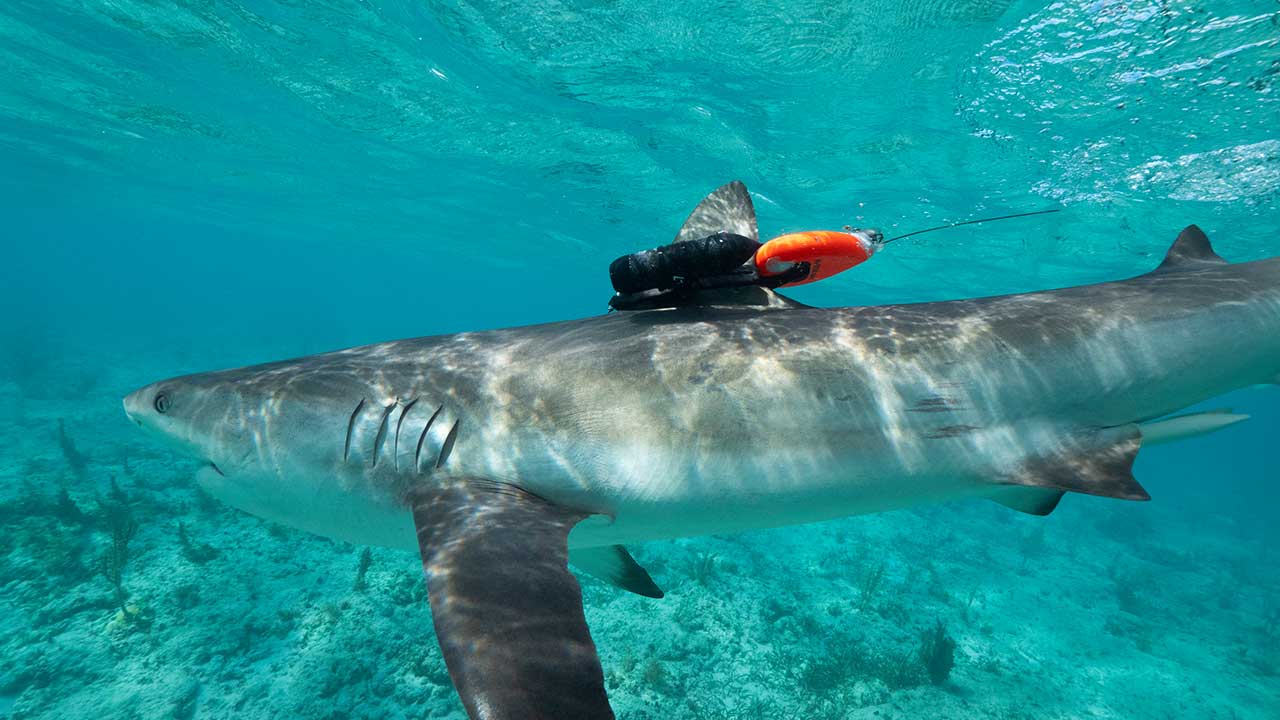 Caribbean Reef Shark fitted with Sharkcam, a hydrodynamic camera.