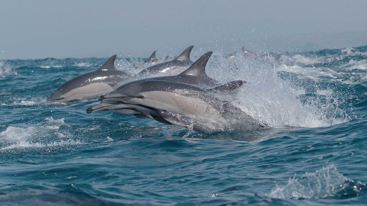 The arrival of the common dolphin army - the main predators of the sardine run. Wild Coast, South Africa.