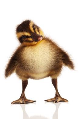 A fuzzy yellow and brown duckling tilts its head