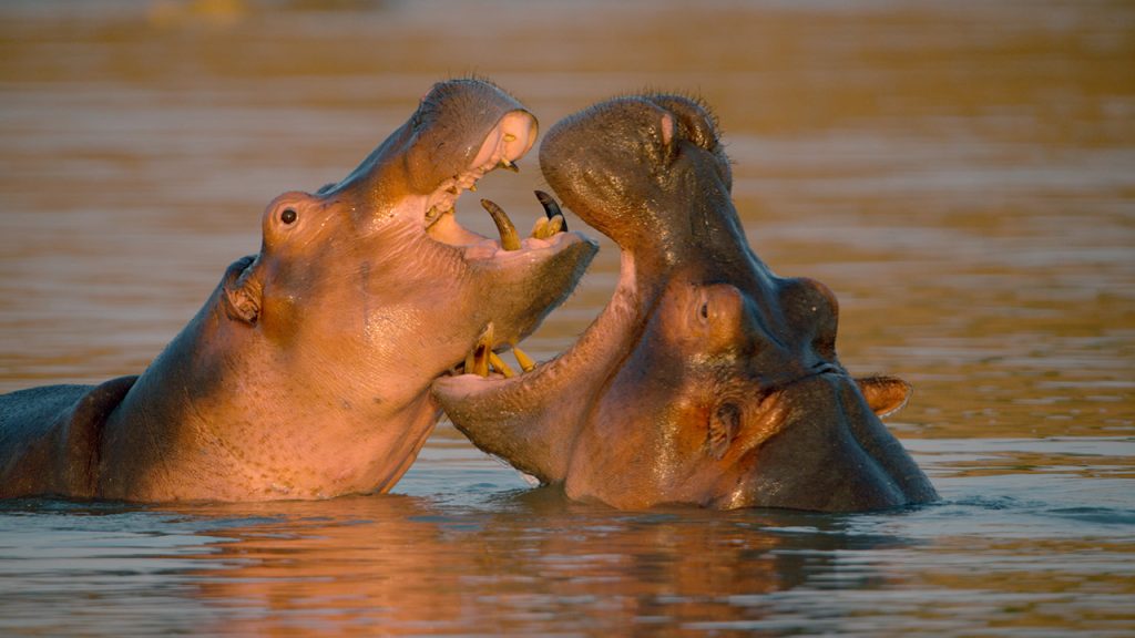 Follow the life of an old hippo, a king of its kind, and discover the true character of one of Earth’s largest land mammals.
