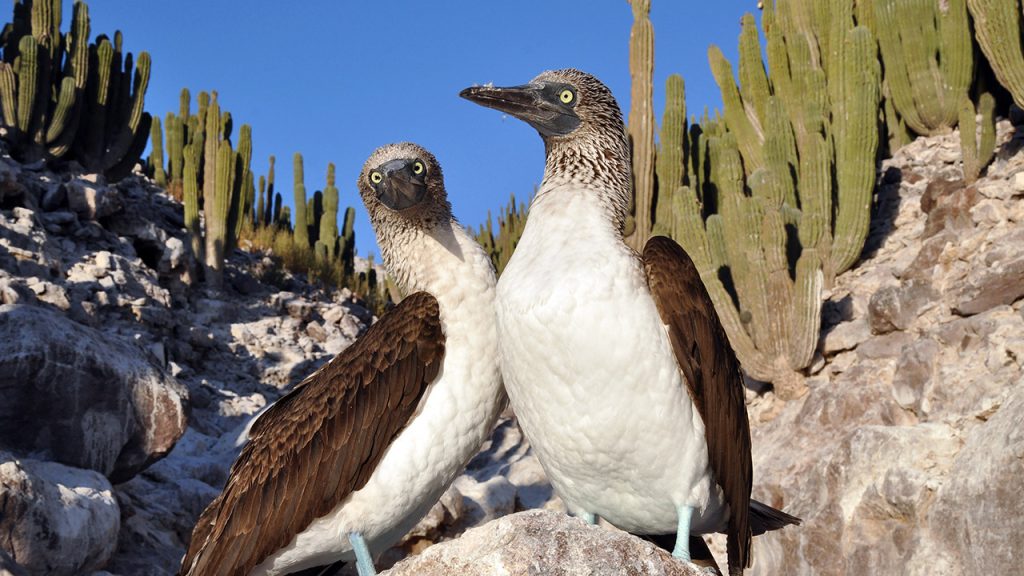 Two birds stand side-by-side in the desert, with cacti behind them