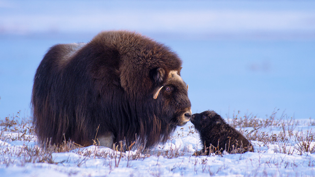 Musk ox mother and calf. Arctic National Wildlife Refuge.