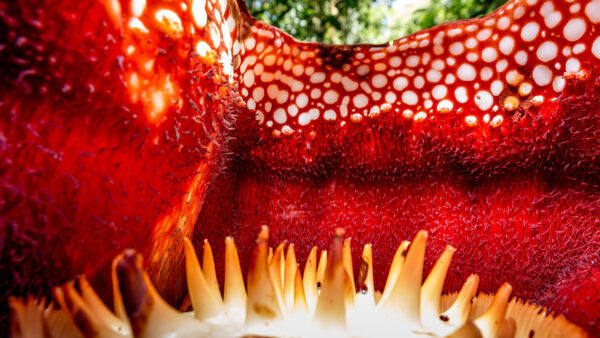 Inside view of the flower of Rafflesia