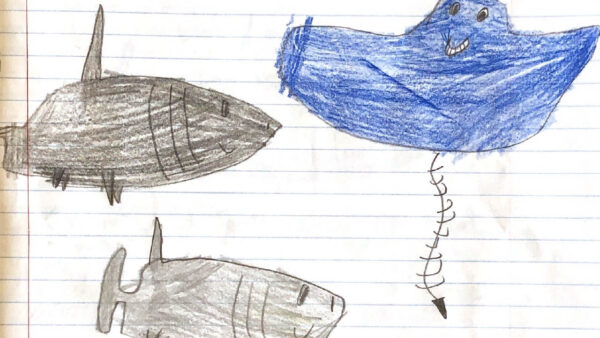 Third grader Emily Acedo's drawing of Dr. Ray and two sharks.