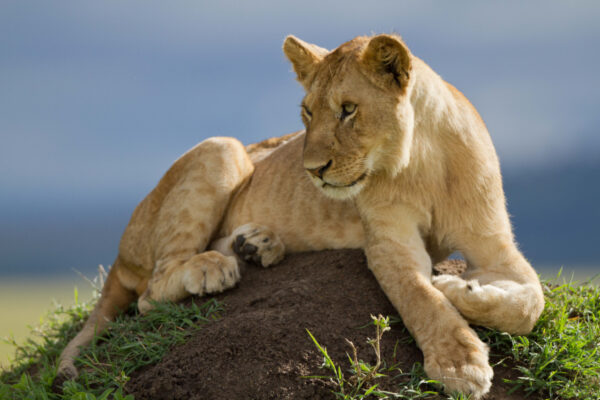 A lioness sits on a rock