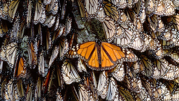 Monarch butterflies clustered together