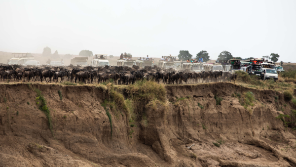 During migration, hundreds of tourist vehicles crowd into the Mara to witness the migration river crossings firsthand. Maasai Mara, Kenya.