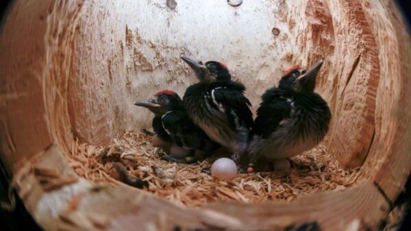 Acorn woodpecker nestlings in nest. Carmel, CA