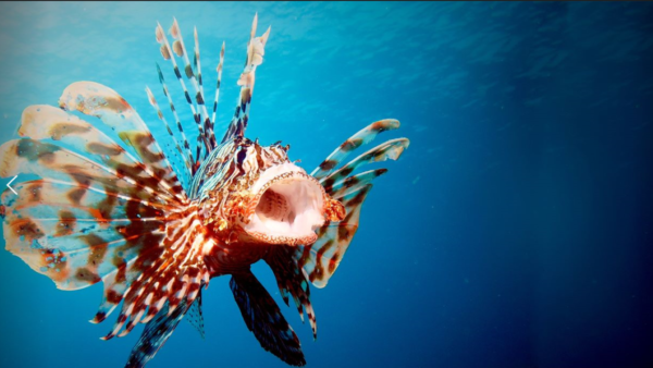 Photo shows a LionFish