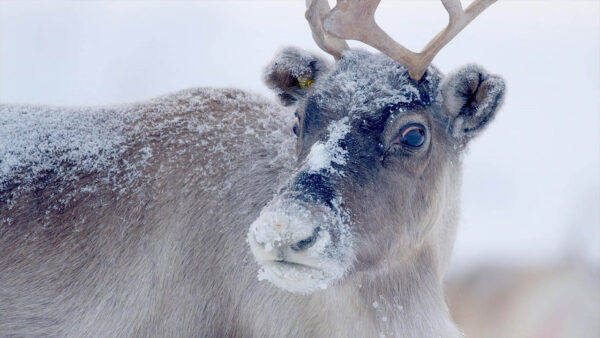 Close up shot of a wild reindeer in the snow