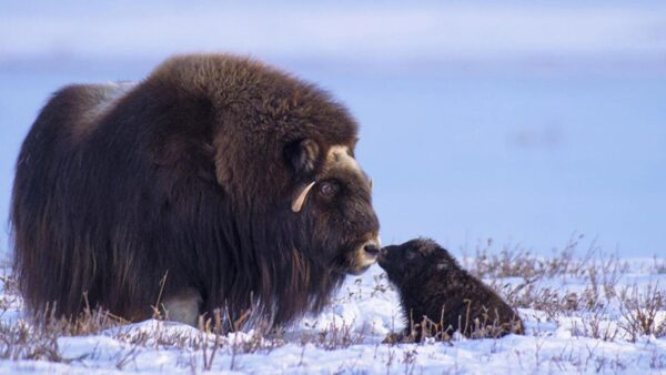 Musk oxen in the American Arctic