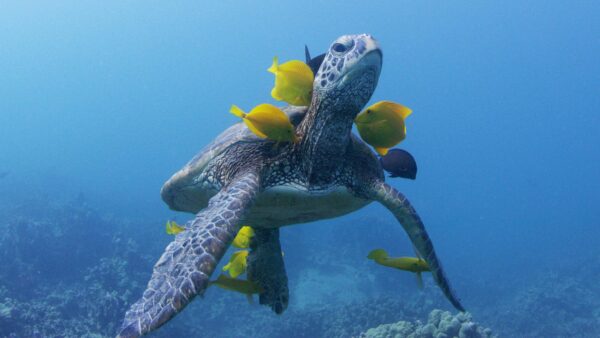 A turtle and fish swimming in the ocean