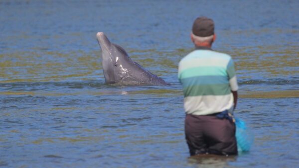 When wild dolphins help humans fish, both benefit