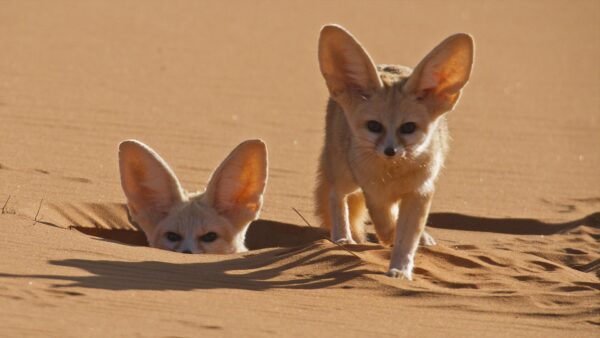 Meet the Family | Dogs in the Wild