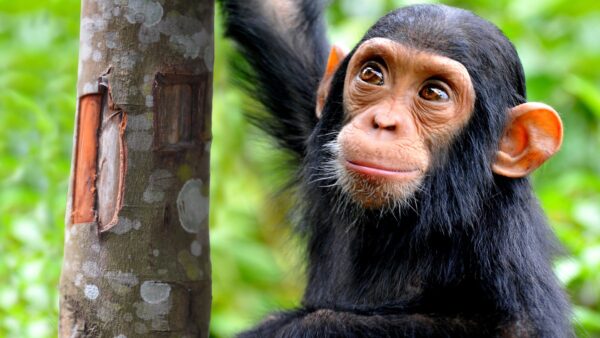 A baby chimpanzee hangs from a tree trunk