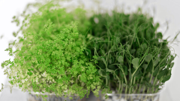 Using Project-Based Learning to Grow Microgreens