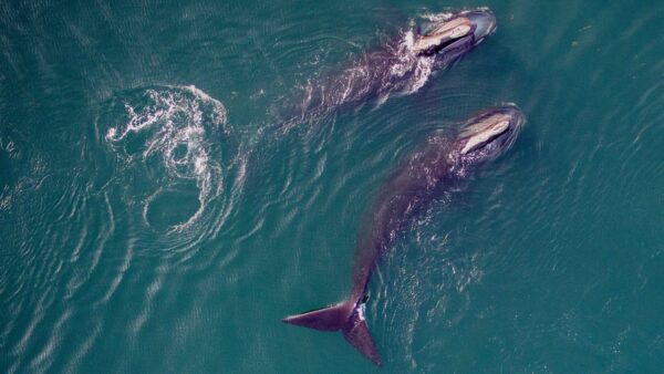 An overhead view of two right whales swimming in the ocean from
