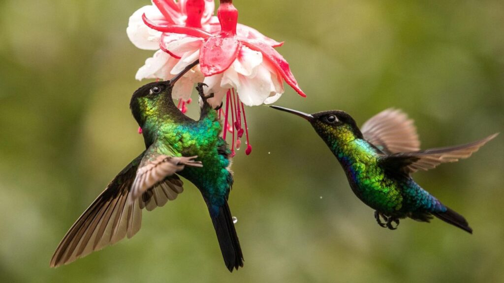 Nature “The Hummingbird Effect”