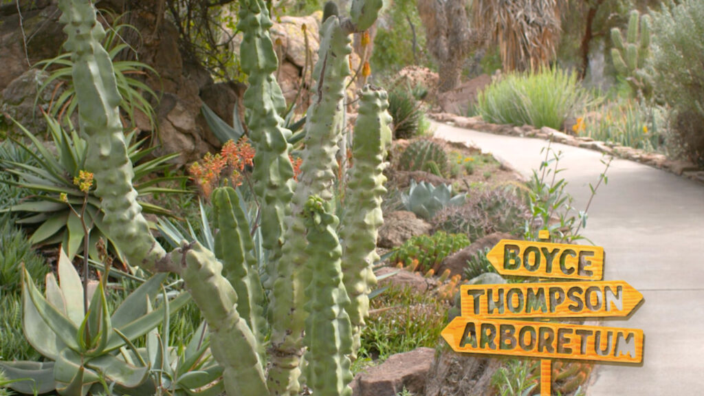 Boyce Thompson Arboretum in bloom in Superior, Arizona